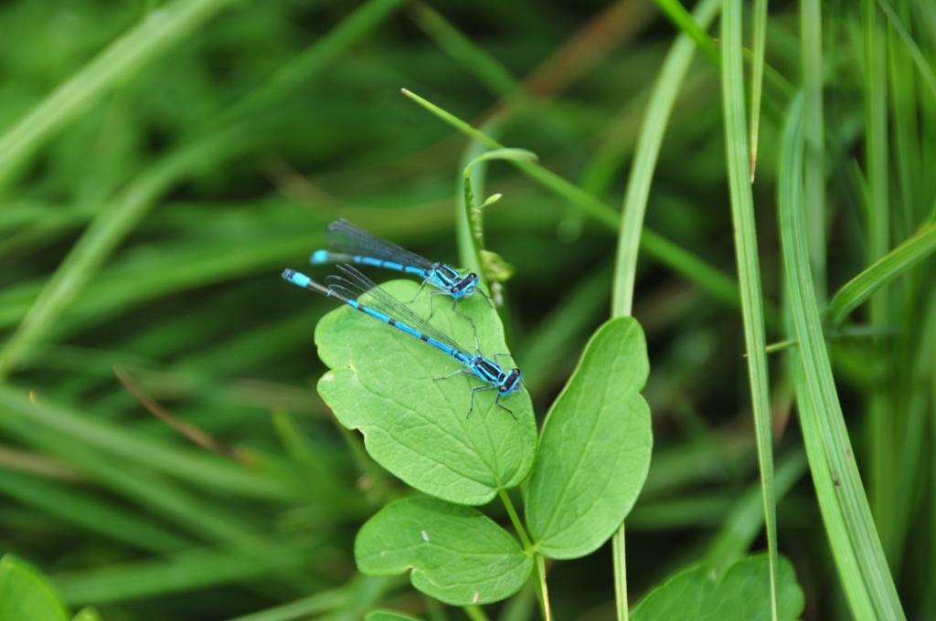 Domenica erpeto-entomologica